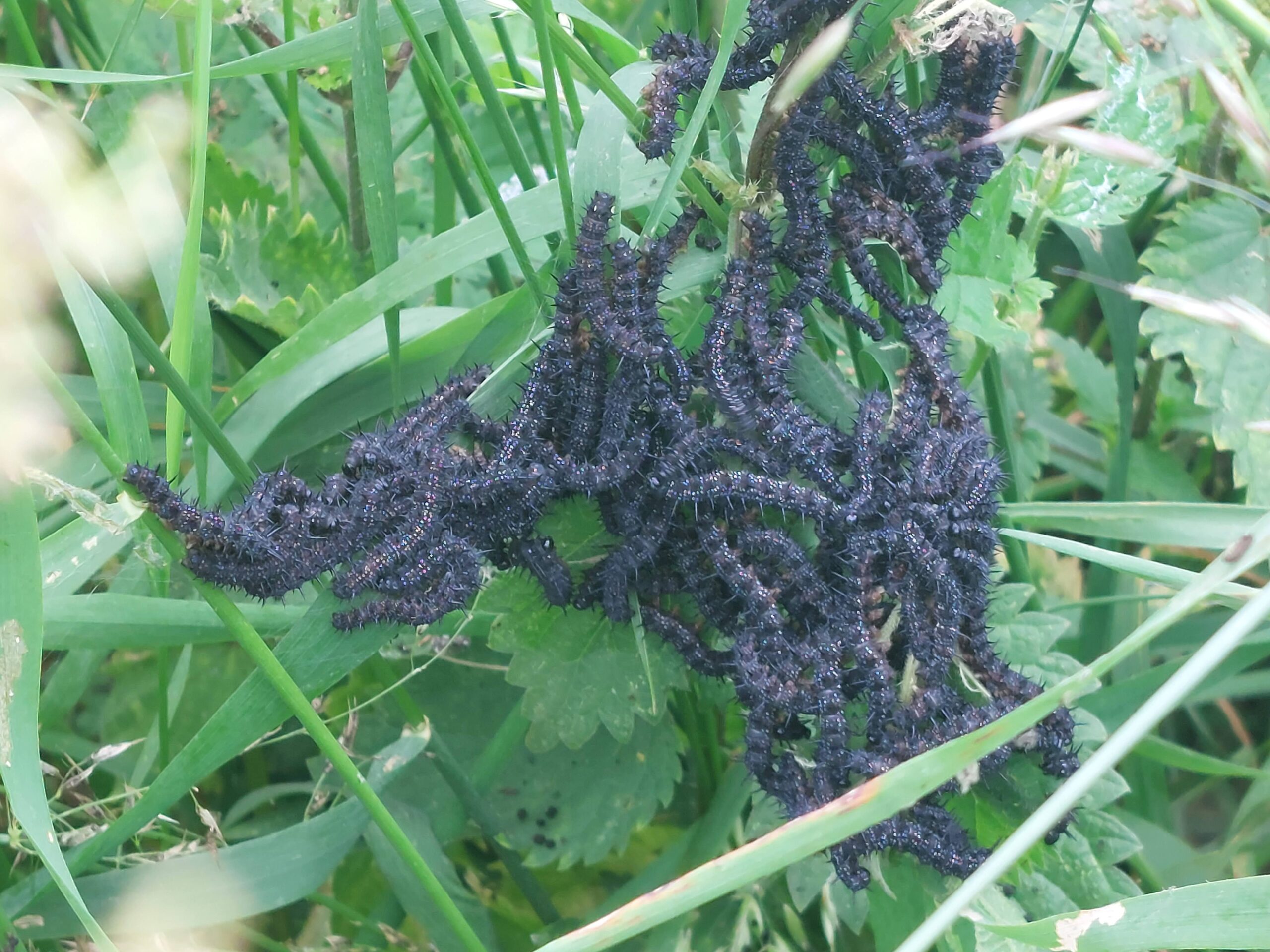 rupsen dagpauwoog op grote brandnetel, juni 2024 Maasmolen